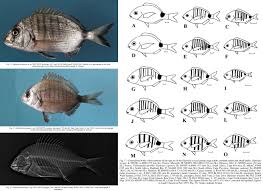 Image result for Diplodus lineatus