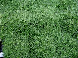 Attēlu rezultāti vaicājumam “Sagina procumbens”