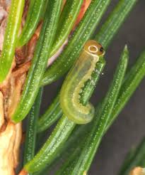 Attēlu rezultāti vaicājumam “Gynaephora selenitica larva”