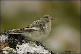 Attēlu rezultāti vaicājumam “Plectrophenax nivalis adult”