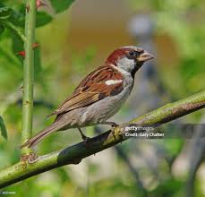 Attēlu rezultāti vaicājumam “Passer domesticus”