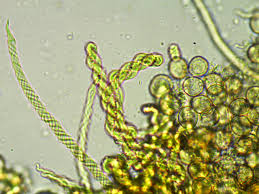 Attēlu rezultāti vaicājumam “Hemitrichia leiotricha macro”
