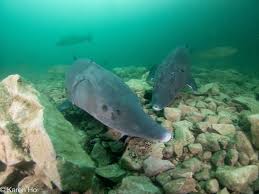 Image result for Chelsea & Fulham Sub-Aqua Club