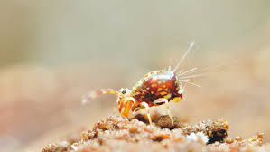 Attēlu rezultāti vaicājumam “Symphypleona”