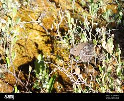 Attēlu rezultāti vaicājumam “Oeneis jutta”