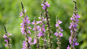 Image result for Blutweiderich