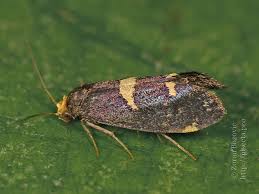 Attēlu rezultāti vaicājumam “Incurvaria oehlmanniella”