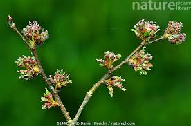 Attēlu rezultāti vaicājumam “Ulmus glabra flower”