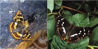 Attēlu rezultāti vaicājumam “Apatura iris male”