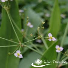 Attēlu rezultāti vaicājumam “Alisma gramineum”