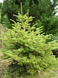 Attēlu rezultāti vaicājumam “Brachonyx pineti”