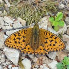 Attēlu rezultāti vaicājumam “Argynnis adippe underside”