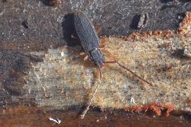 Attēlu rezultāti vaicājumam “Silvanidae”