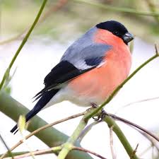 Attēlu rezultāti vaicājumam “Pyrrhula pyrrhula”