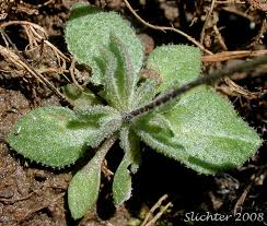 Attēlu rezultāti vaicājumam “Erophila verna leaf”