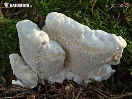 Attēlu rezultāti vaicājumam “Heterobasidion parviporum”