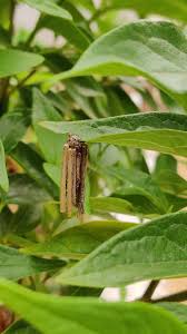 Attēlu rezultāti vaicājumam “Psyche casta”