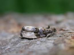 Attēlu rezultāti vaicājumam “Hedya nubiferana”