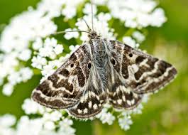 Attēlu rezultāti vaicājumam “Callistege mi”