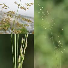 Attēlu rezultāti vaicājumam “Poa palustris leaf”