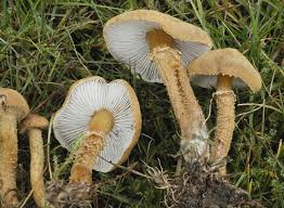 Attēlu rezultāti vaicājumam “Cystoderma amianthinum”