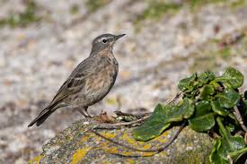 Image result for Anthus petrosus