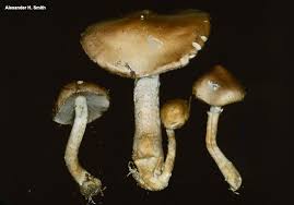 Attēlu rezultāti vaicājumam “Stropharia hornemannii”