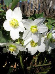 Attēlu rezultāti vaicājumam “Helleborus niger flower”