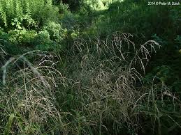 Attēlu rezultāti vaicājumam “Glyceria striata fruit”