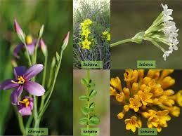 Attēlu rezultāti vaicājumam “Gentianaceae”