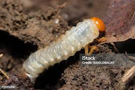 Attēlu rezultāti vaicājumam “Pyrochroidae larva”