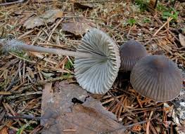 Attēlu rezultāti vaicājumam “Mycena abramsii”