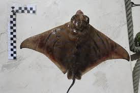 Image result for Aetomylaeus bovinus