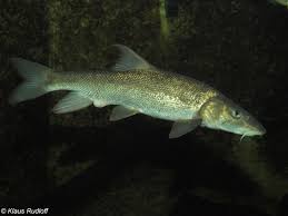 Image result for Barbus barbus