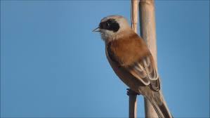 Image result for Remiz pendulinus