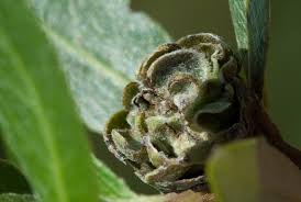 Attēlu rezultāti vaicājumam “Rhabdophaga rosaria”