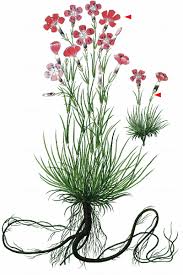 Image result for Steinnelke