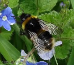 Attēlu rezultāti vaicājumam “Psithyrus sylvestris”