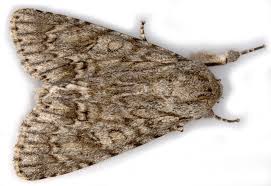 Attēlu rezultāti vaicājumam “Acronicta aceris larva”