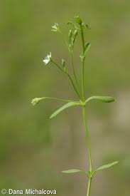 Attēlu rezultāti vaicājumam “Stellaria alsine”