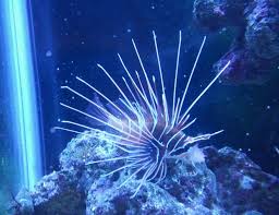 Image result for Pterois radiata