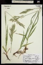 Attēlu rezultāti vaicājumam “Bromopsis inermis”