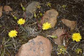 Attēlu rezultāti vaicājumam “Taraxacum suecicum”