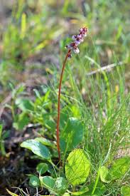 Attēlu rezultāti vaicājumam “Pyrola minor bud”