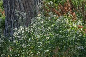 Attēlu rezultāti vaicājumam “Lepidium latifolium leaf”