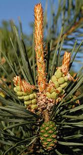 Attēlu rezultāti vaicājumam “Pinus sylvestris female flower”