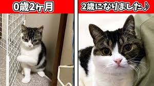 猫次郎o에 대한 이미지 검색결과
