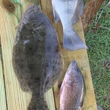 Image result for Paralichthys albigutta