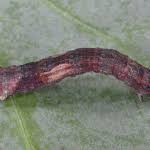 Attēlu rezultāti vaicājumam “Crocallis elinguaria larva”