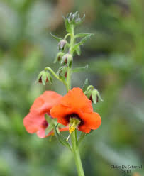 Image result for Alonsoa liniflora